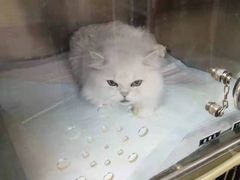 -A猫a狗全科·犬猫异宠·芥西宠物医院(南开总院)