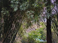 -重庆彩云湖湿地公园