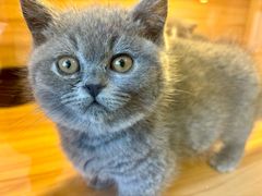 -猫十亿·布偶金渐层·曼基康矮脚猫舍(青年路店)