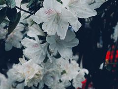 -深圳仙湖植物园