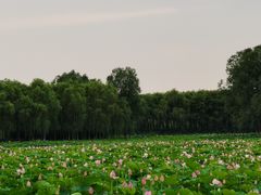 -东郊湿地公园