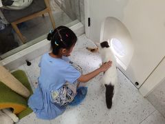 -喵园·猫主题咖啡厅·撸猫·猫咖(国贸店)