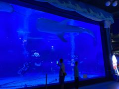 -烟台海昌鲸鲨海洋公园