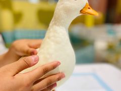 -RU DUCK柯尔鸭公社·撸鸭俱乐部·羊驼·小香猪