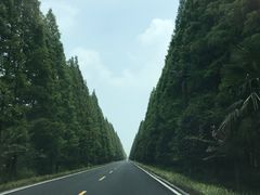 -黄海国家森林公园