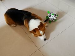 -宠福鑫康馨动物医院·骨科·眼科