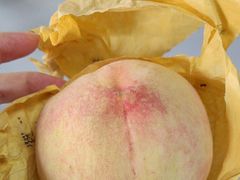 -南汇新场正宗水蜜桃采摘