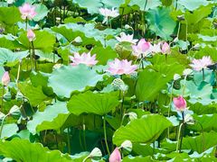-荔湾湖公园
