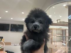 -翊宠yipet猫狗购宠庄园犬舍•猫舍