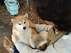 -柴犬高等学院·狗咖·柴犬售卖·宠物训练