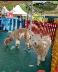 -萌宠亲子动物乐园(槐房万达店)