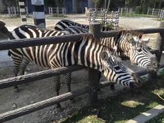 -贵州森林野生动物园