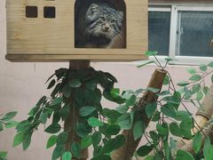 -青藏高原野生动物园