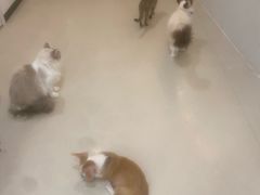 -共舞时光猫咖·狗咖(新街口店)