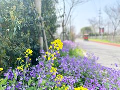-上海长兴岛郊野公园