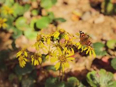 -合肥滨湖国家森林公园
