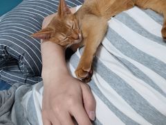 -lincat·猫舍(广州店)