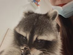 -浣熊柯尔鸭土拨鼠·电玩咖