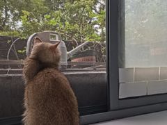 -喵的天空名猫咖啡馆·撸猫·猫舍·用品