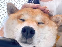 -怪兽屋·羊驼·猫咖·狗咖(俊华广场店)