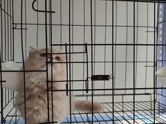 -喵百万·布偶·蓝金金渐层英短·猫舍(百子湾店)