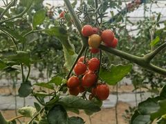 -小鱼草莓采摘园农家乐·小鱼餐厅