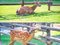 -祥源·阜阳生态乐园