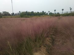 -大塘金香草谷