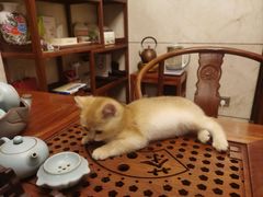 -佳雯宠物医院(四明中路分院)