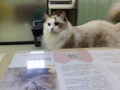 -艾贝尔宠物诊疗