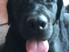 -美联众合动物医院(·中兽医·疑难杂症·严家桥分院)