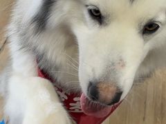 -Husky Go! 哈士奇体验馆·宠物咖啡厅狗咖