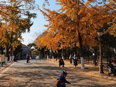 -八大关景区