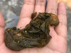 -硗碛藏寨·神木垒景区