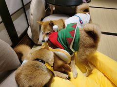 -逗柴咖啡屋·狗咖猫咖宠物桌游