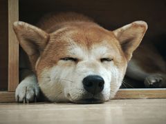 -是阿柴呀！柴犬咖啡·爱喵喵猫咖
