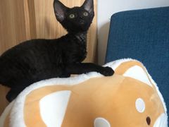 -山宅一喵德文卷毛猫舍