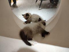 -猫域·湾主题猫咖·宠物吧(南坪城市广场店)