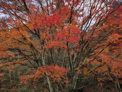 -艾溪湖湿地公园