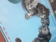 -FAELING PETS美天灵宠物(合生汇店)
