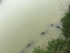 -中国扬子鳄村