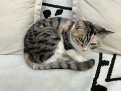 -爱洗澡的猫(望京店)