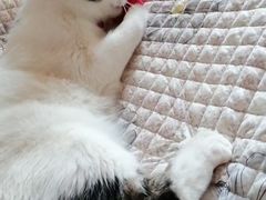-纳吉亚猫专科动物医院博雅分院