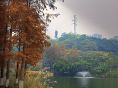 -重庆彩云湖湿地公园