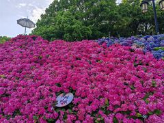 -苏州上方山国家森林公园