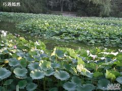 -紫竹院公园冰场