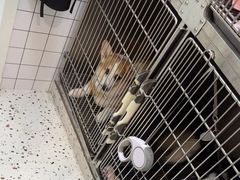 -瑞派康怡24h宠物医院·犬猫医疗中心·微创绝育(瑞景分院)