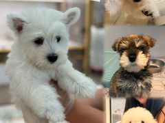 -翊宠yipet猫狗购宠庄园犬舍•猫舍