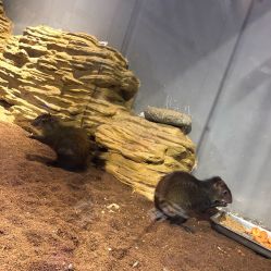 -未来动物城动物主题公园(大悦城店)