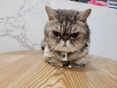 -楼上猫咖(罗湖店)